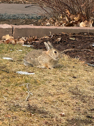 Mountain Cottontail observed by jenn_talbert