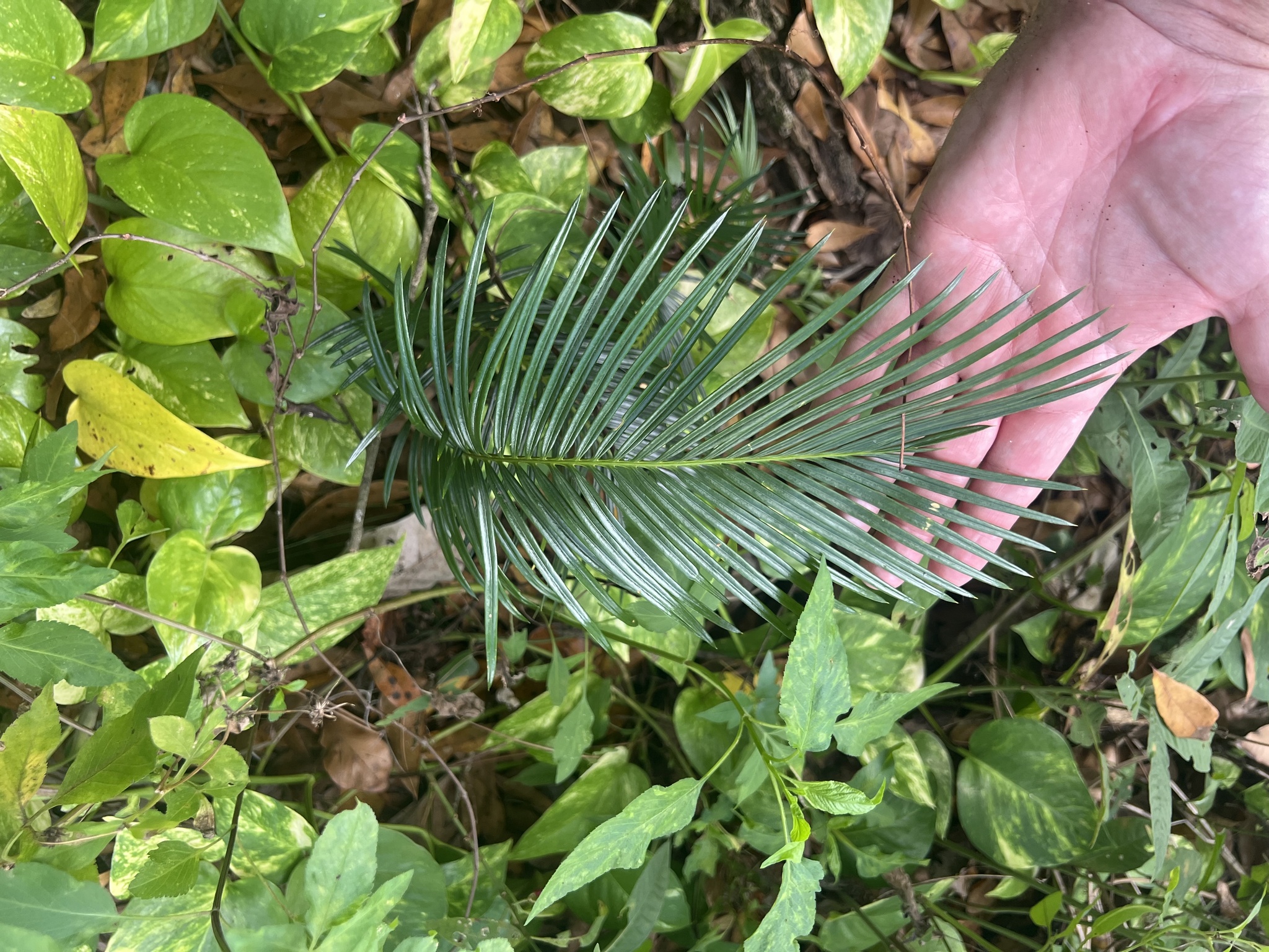 Cycas × multifrondis