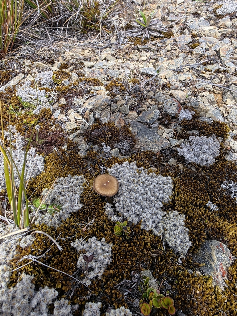 Hygrocybe fuliginata