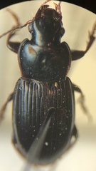 Harpalus attenuatus
