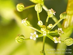 Ammoselinum butleri