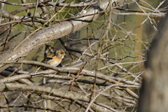 Fringilla montifringilla