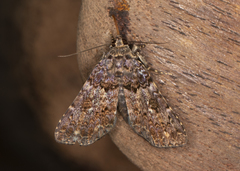 Condicinae