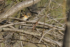 Fringilla montifringilla