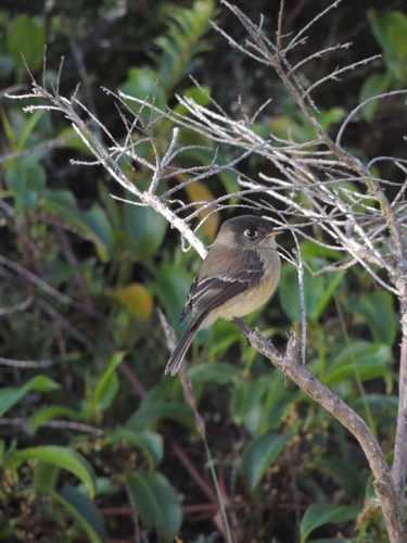 Black-capped Flycatcher (Empidonax atriceps)