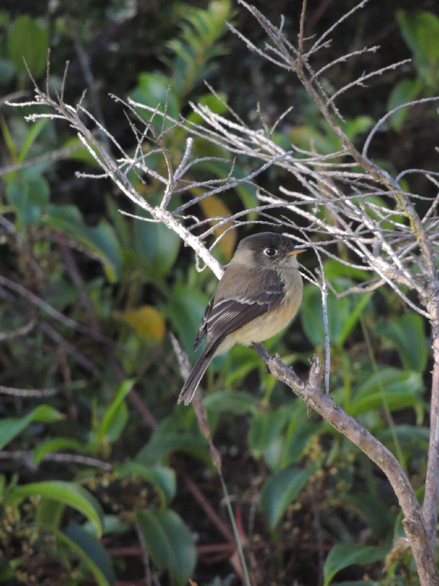 Black-capped Flycatcher (Empidonax atriceps), photo 1