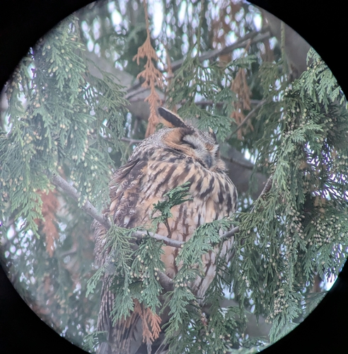 View observation of {o.common_name} on iNaturalist