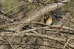 Fringilla montifringilla