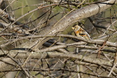 Fringilla montifringilla