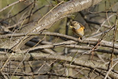 Fringilla montifringilla