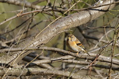 Fringilla montifringilla