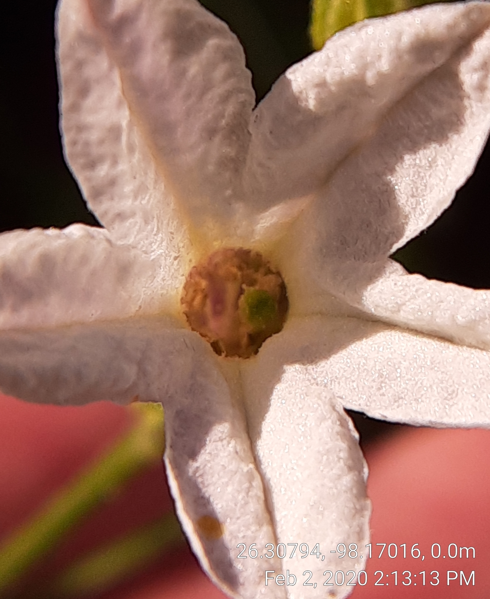 Fiddleleaf Tobacco (Nicotiana repanda) · iNaturalist