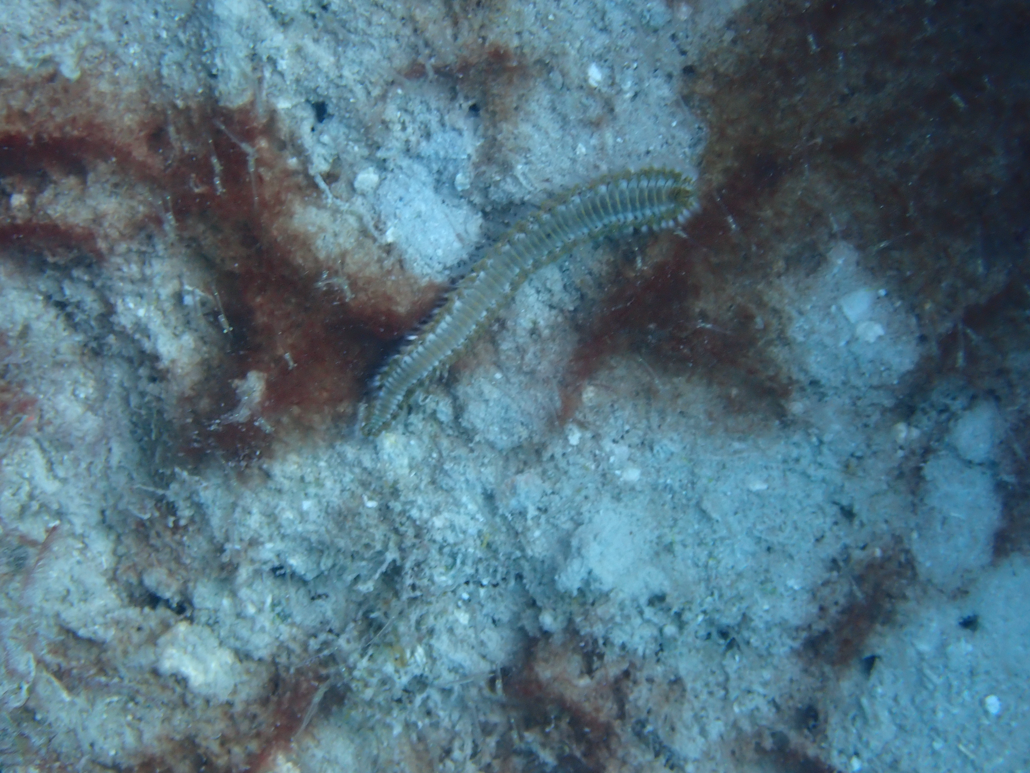 Hermodice carunculata (Pallas, 1766)