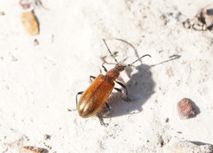 Metriolagria affinis
