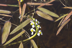 Sagittaria natans