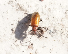 Metriolagria affinis