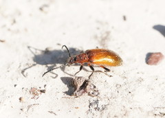 Metriolagria affinis