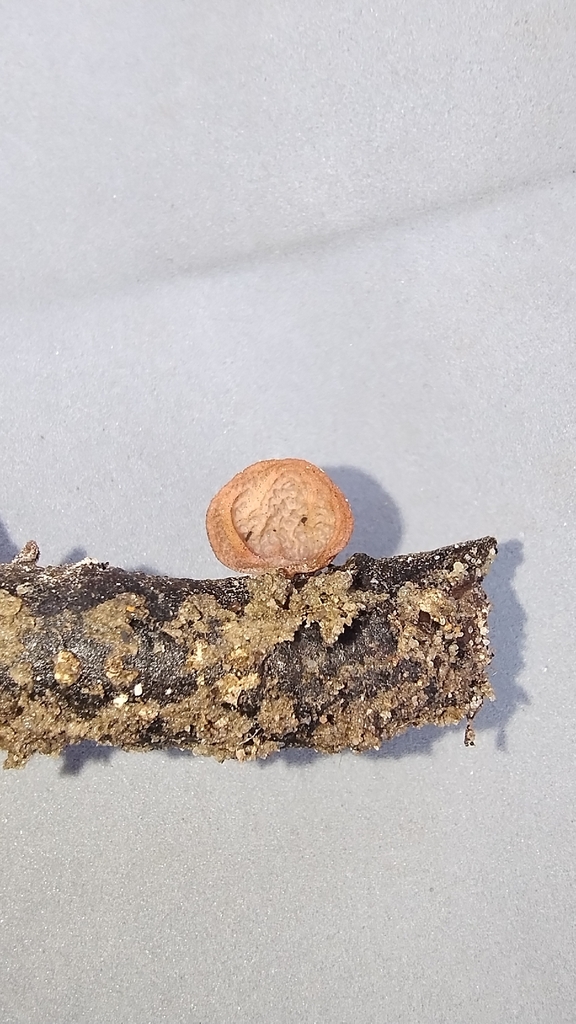 Auricularia delicata · December 2025 · photo: © biomartita (iNaturalist, cc-by)