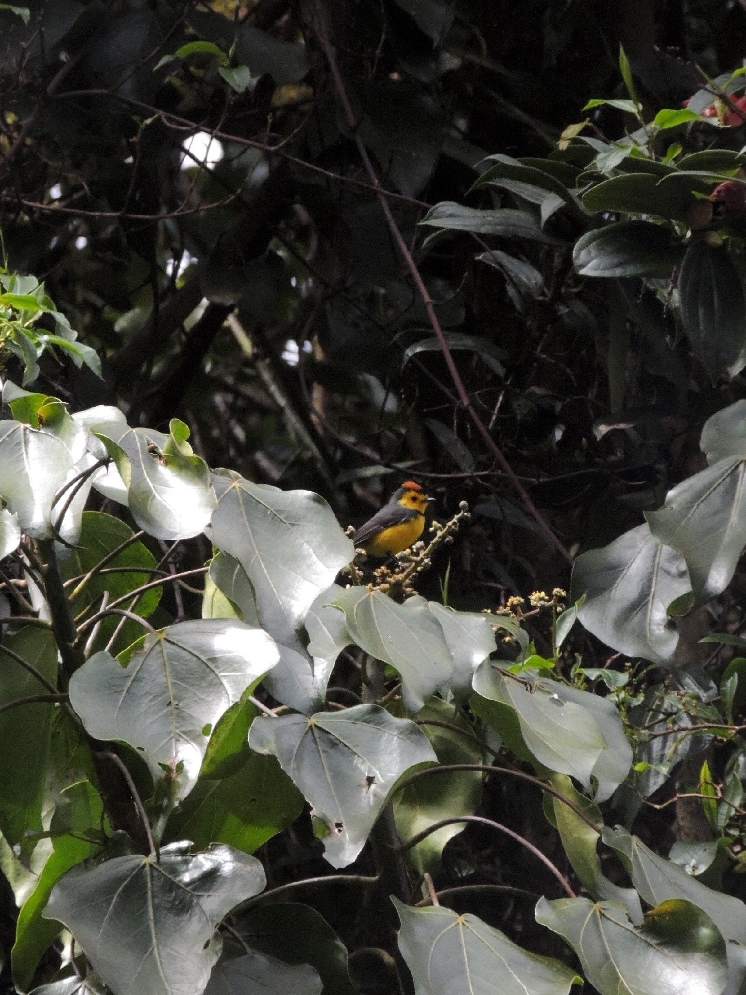 Collared Whitestart (Myioborus torquatus), photo 1