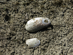 Unio elongatulus