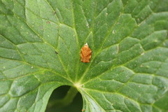 Pandemis cinnamomeana