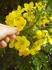 Cassia leptophylla