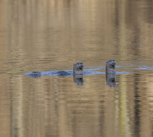 North American River Otter photographed in Pennsylvania