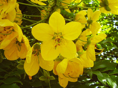 Cassia leptophylla