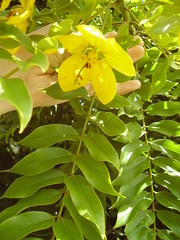 Cassia leptophylla