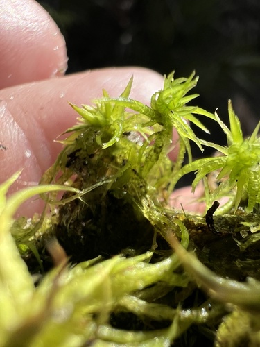 Sphagnum trinitense observed 2026-01-11