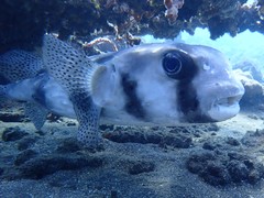 Chilomycterus reticulatus