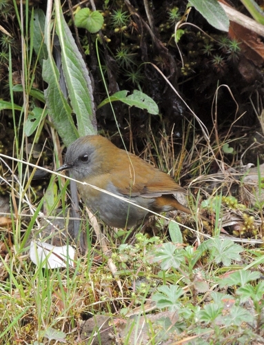 Black-billed Nightingale-Thrush (Catharus gracilirostris)