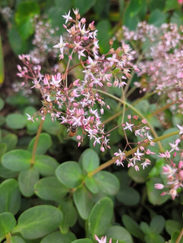 Crassula multicava observed 2026-01-11