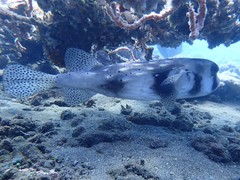 Chilomycterus reticulatus