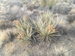 Yucca baccata baccata