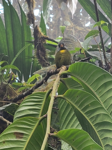 Moss-backed Tanager (Bangsia edwardsi), photo 10