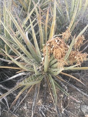 Yucca baccata baccata