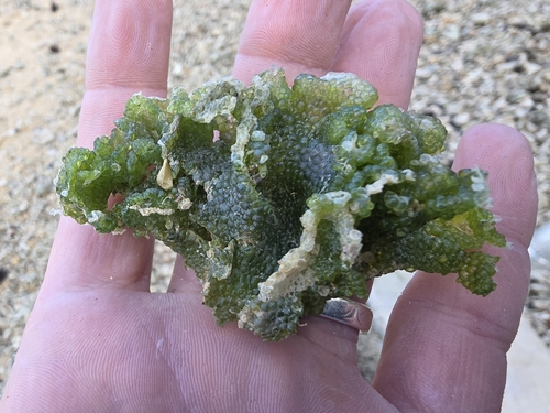 Dictyosphaeria cavernosa observed 2026-01-11