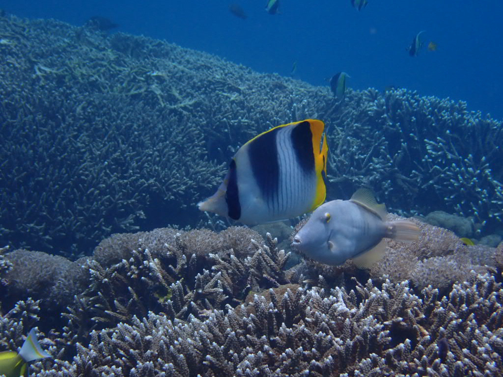 Pacific Double-saddle Butterflyfish (Chaetodon ulietensis)