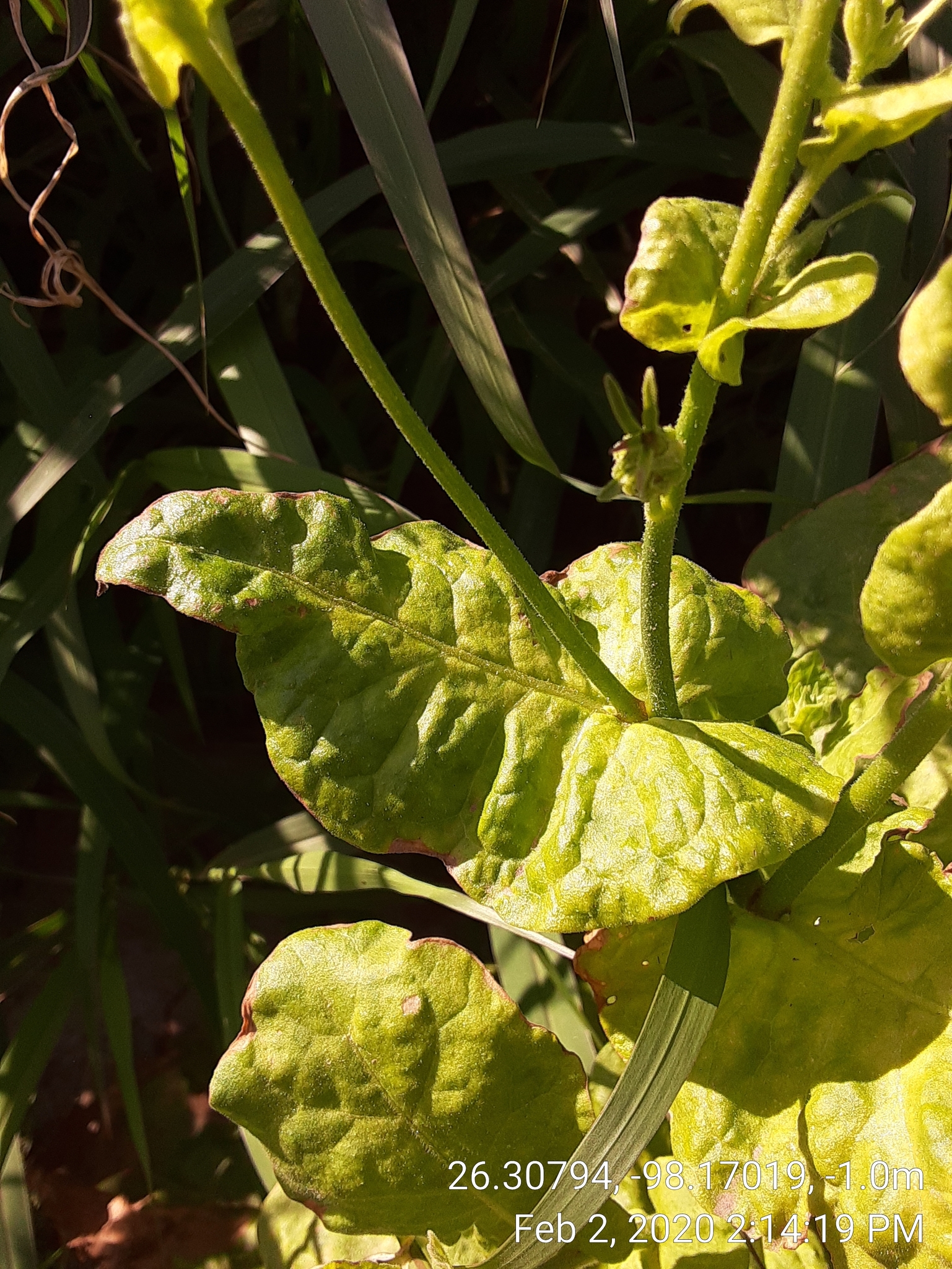 Fiddleleaf Tobacco (Nicotiana repanda) · iNaturalist
