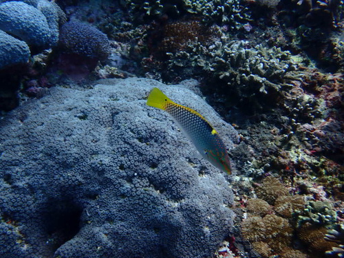 Halichoeres hortulanus