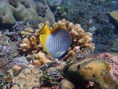 Chaetodon adiergastos