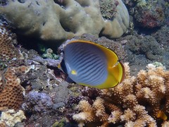 Chaetodon adiergastos