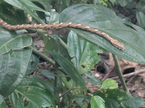 Puffing Snake