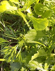Ammoselinum butleri
