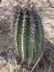 Ferocactus recurvus
