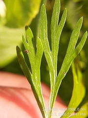 Ammoselinum butleri