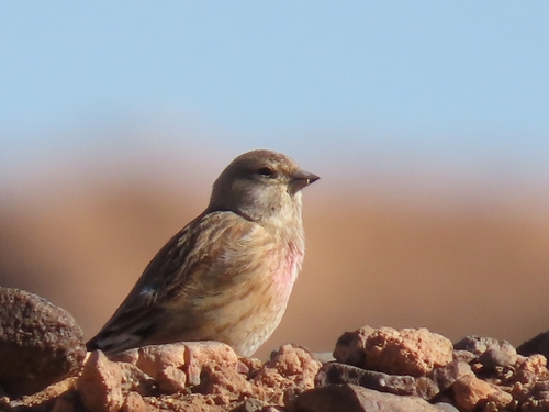 Eurasian Linnet