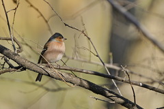 Fringilla coelebs