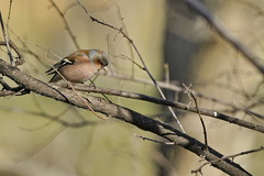 Fringilla coelebs
